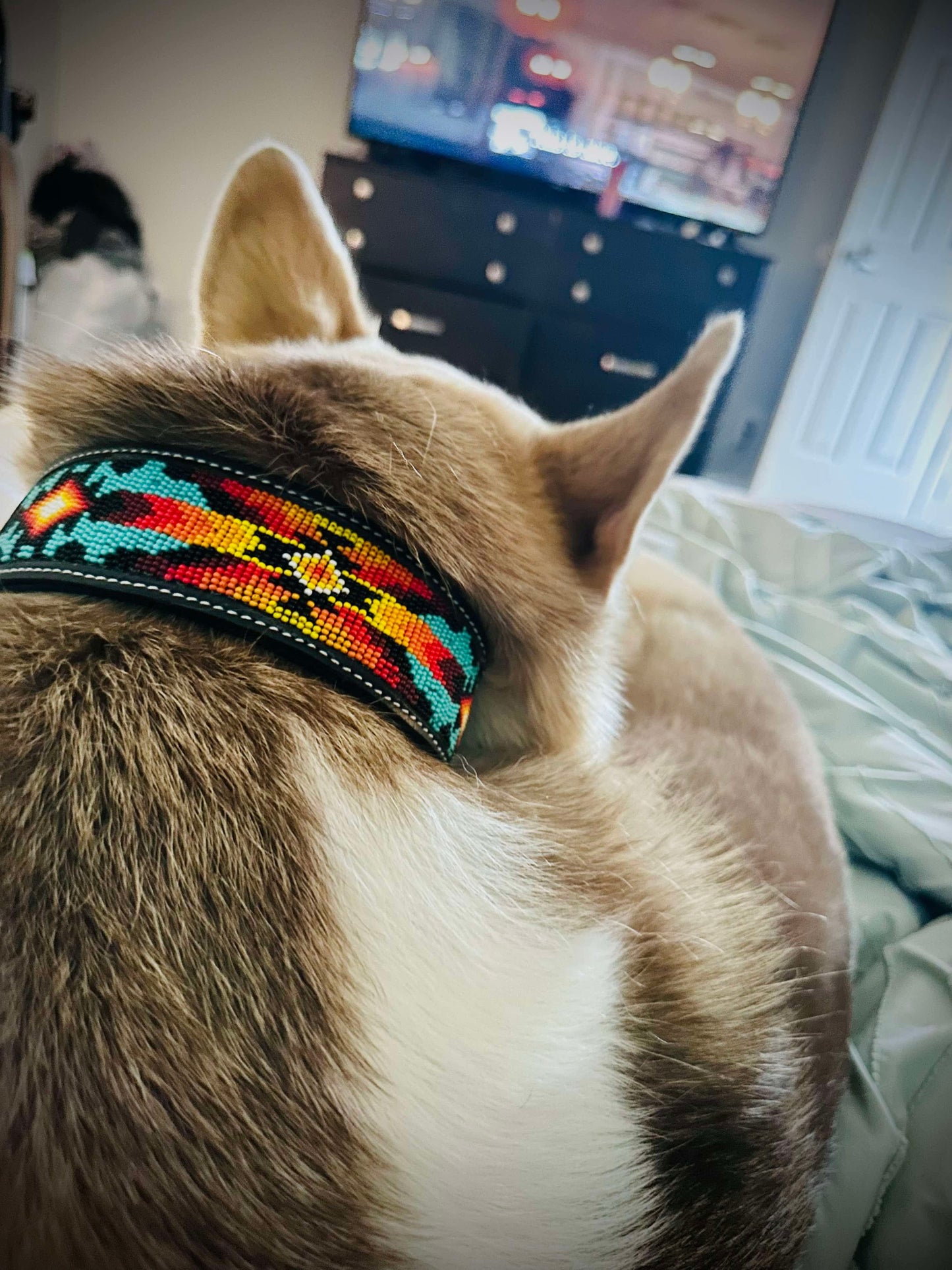 Apache Dog Collar (S)