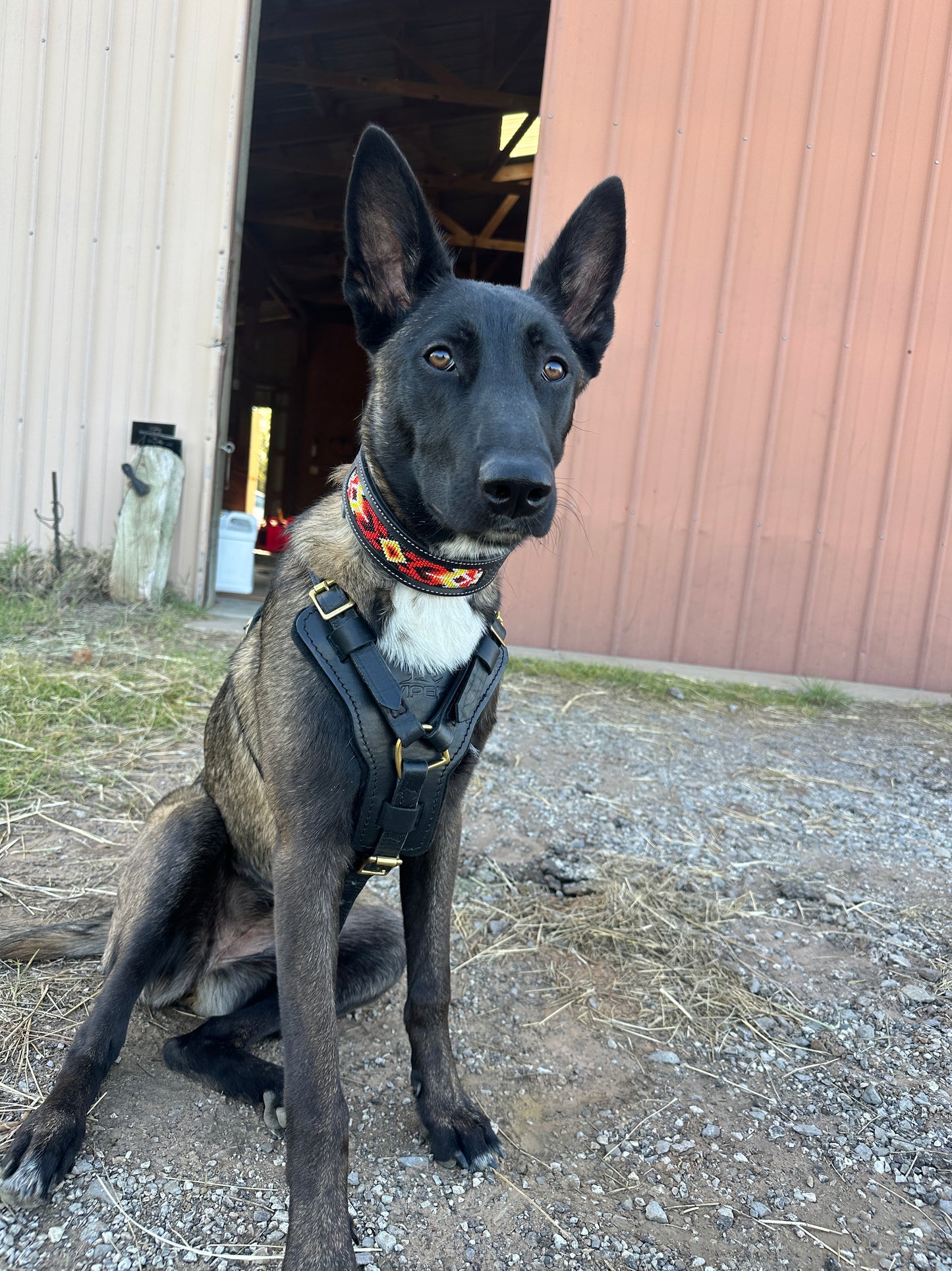 El Diablo Dog Collar