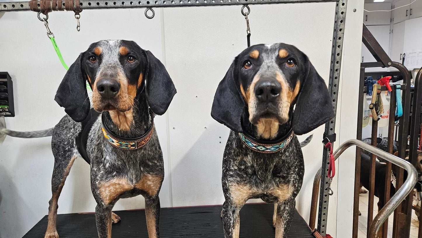 Yellow Jacket Dog collar