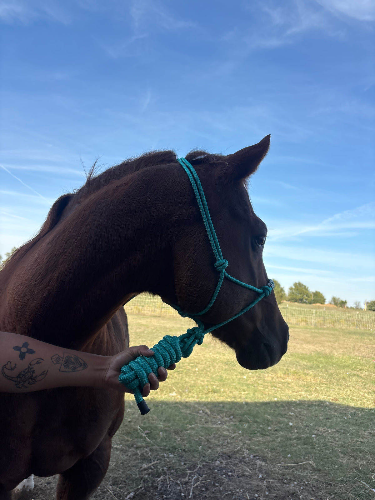 Horse Rope Halter - Turquoise