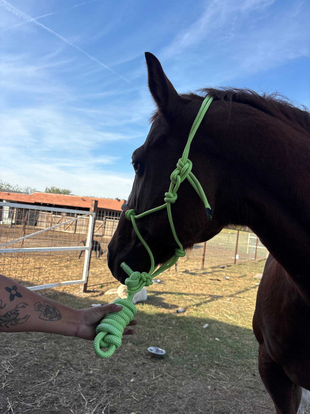 Horse Rope Halter - Neon Green