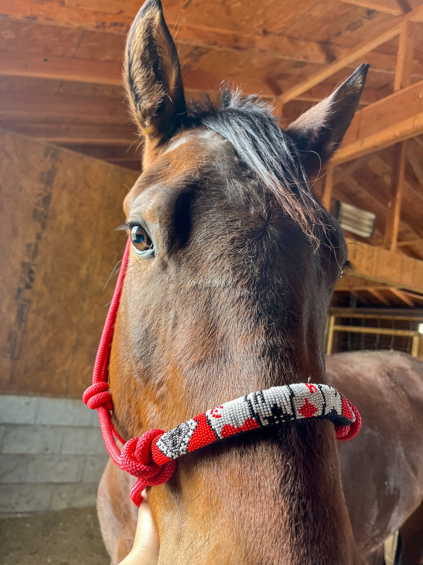 Ace Beaded Rope Halter