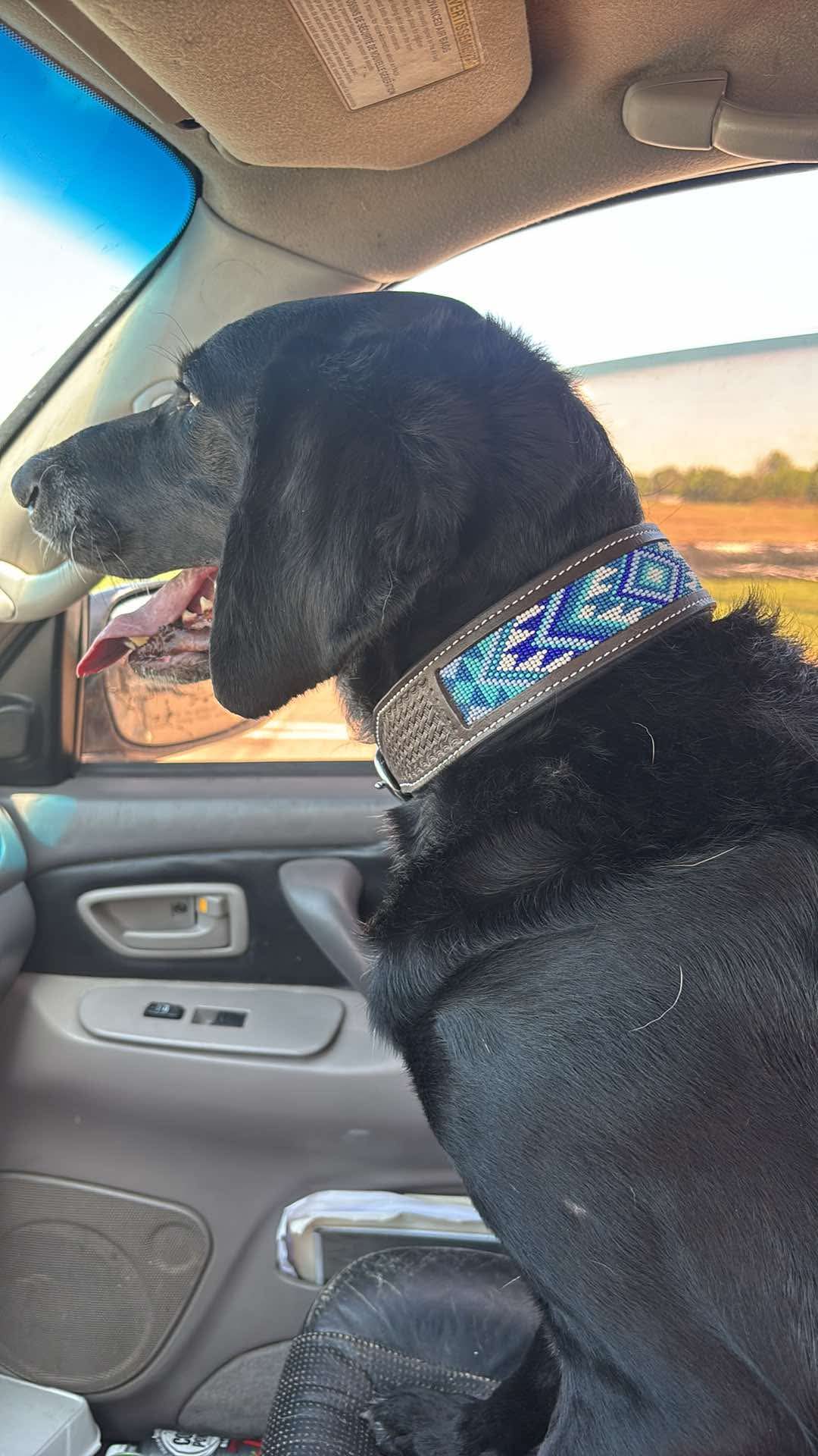 Blake Dog Collar- (M, XL)