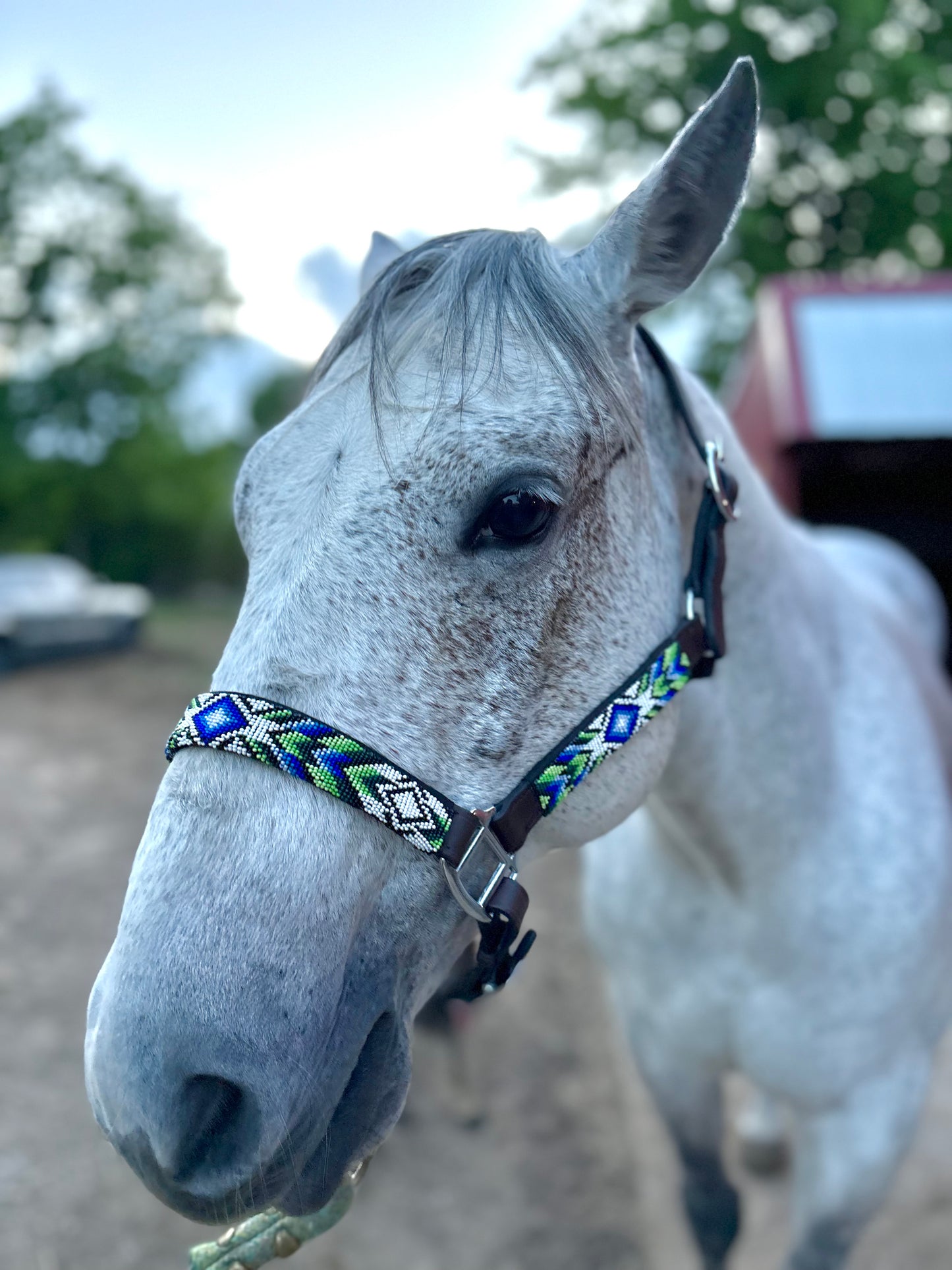 Duke Beaded Leather Halter