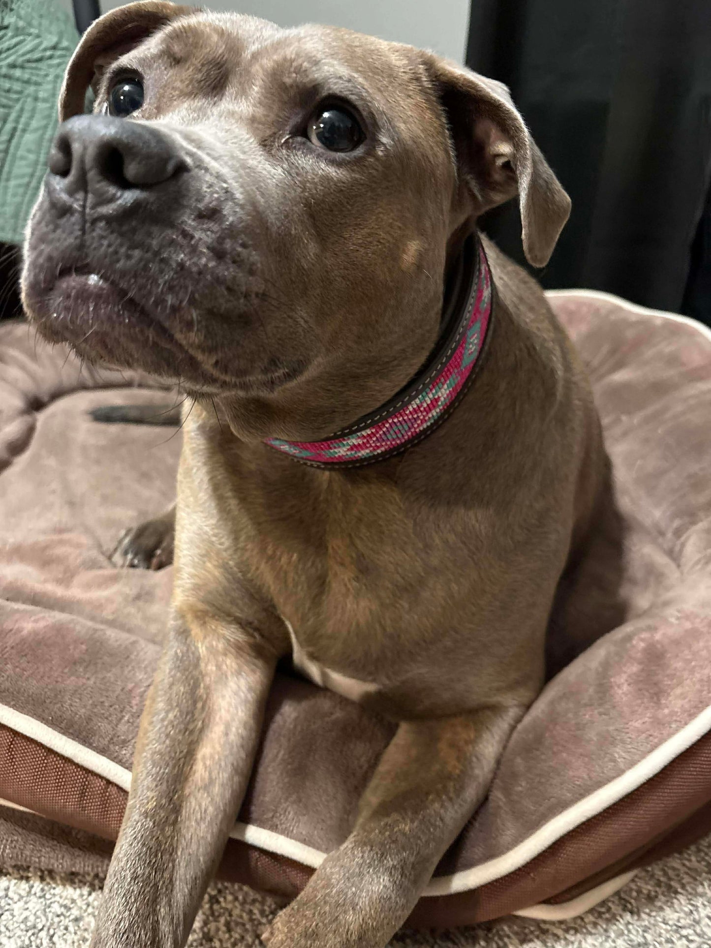 Cotton Candy Dog Collar