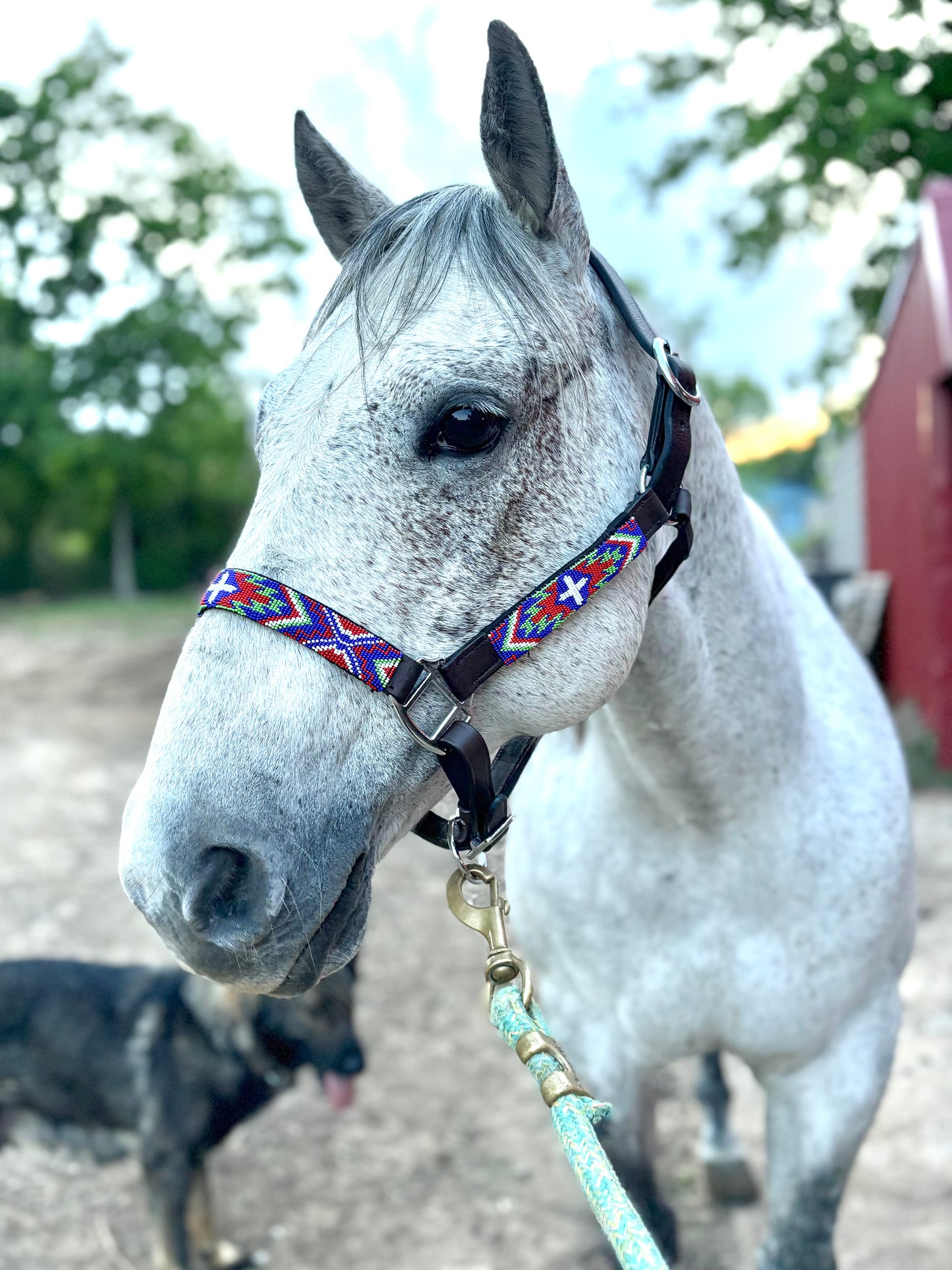 Beaded Leather Halter