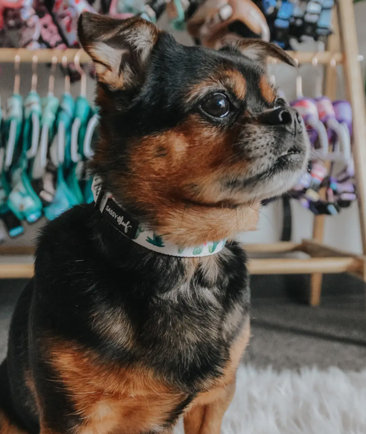 Cactus Floral Dog Collar