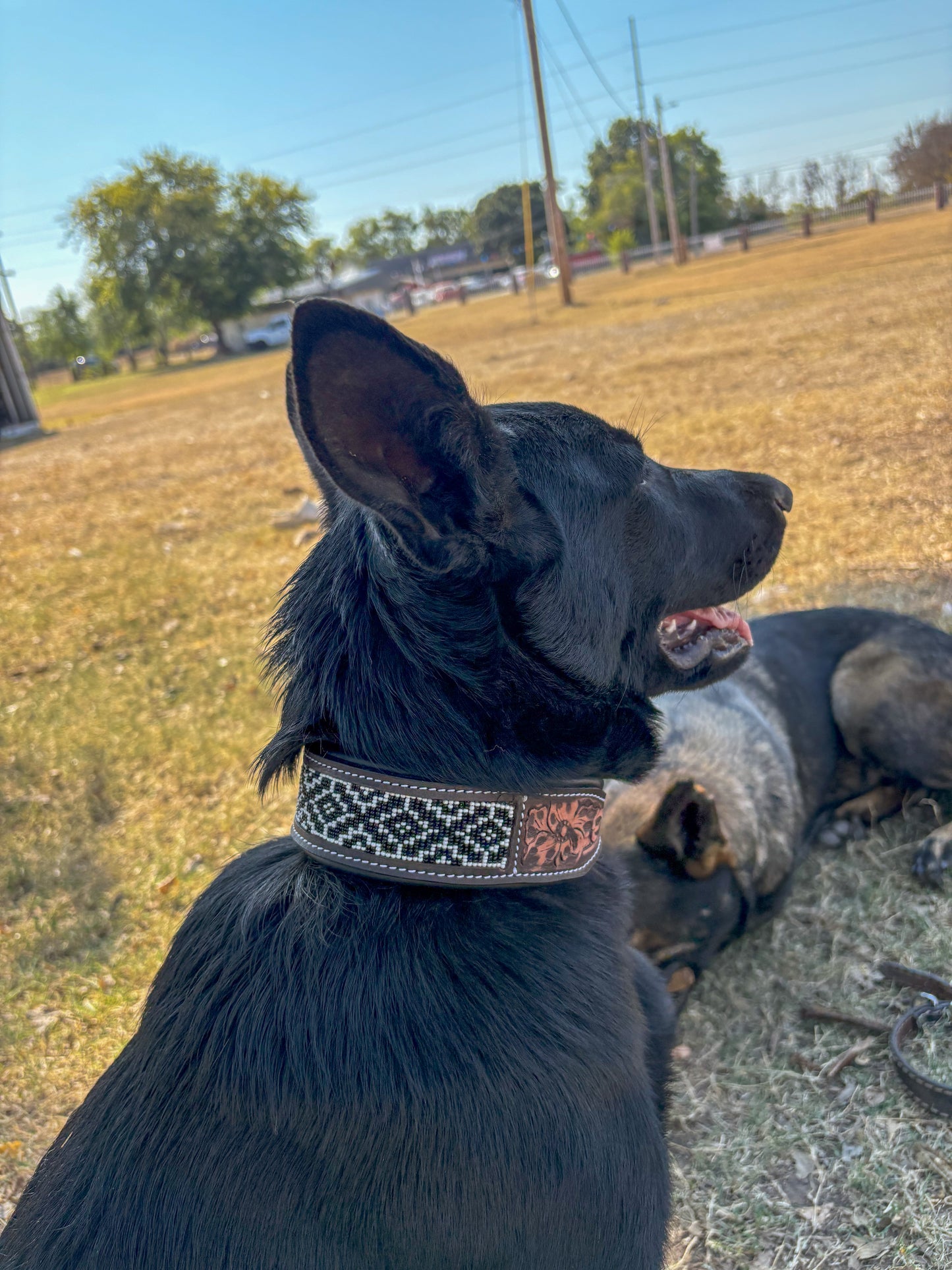 Yin & Yang Beaded Dog Collar