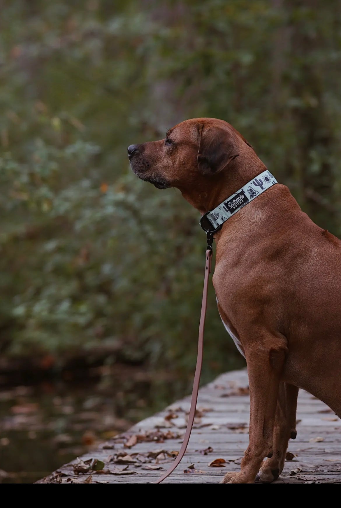 Agave Teal Dog Collar