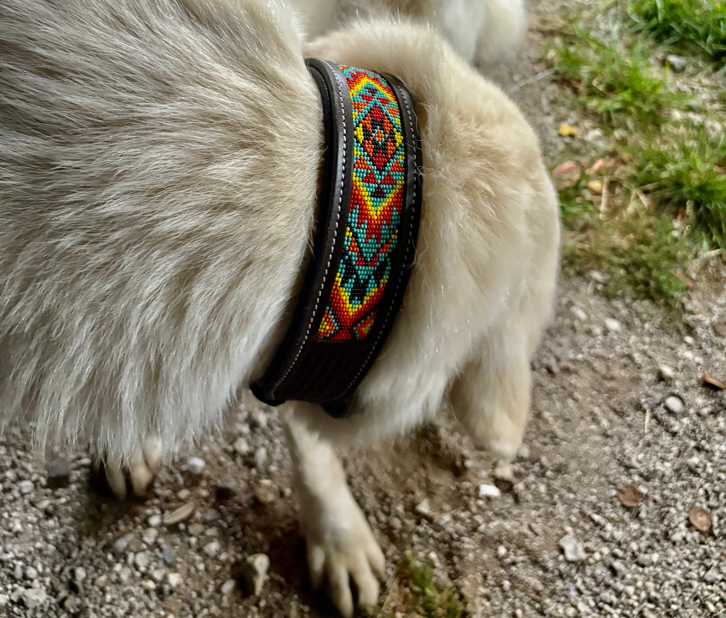 Cody Dog Collar (S, M)
