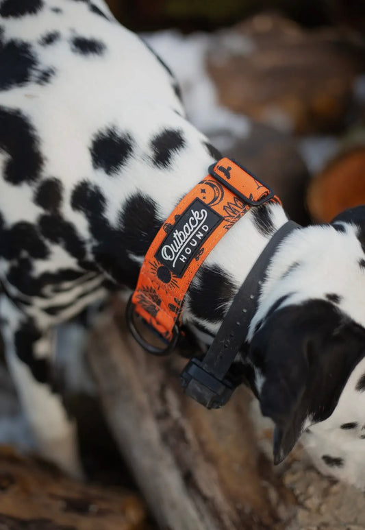 Orange Agave Dog Collar