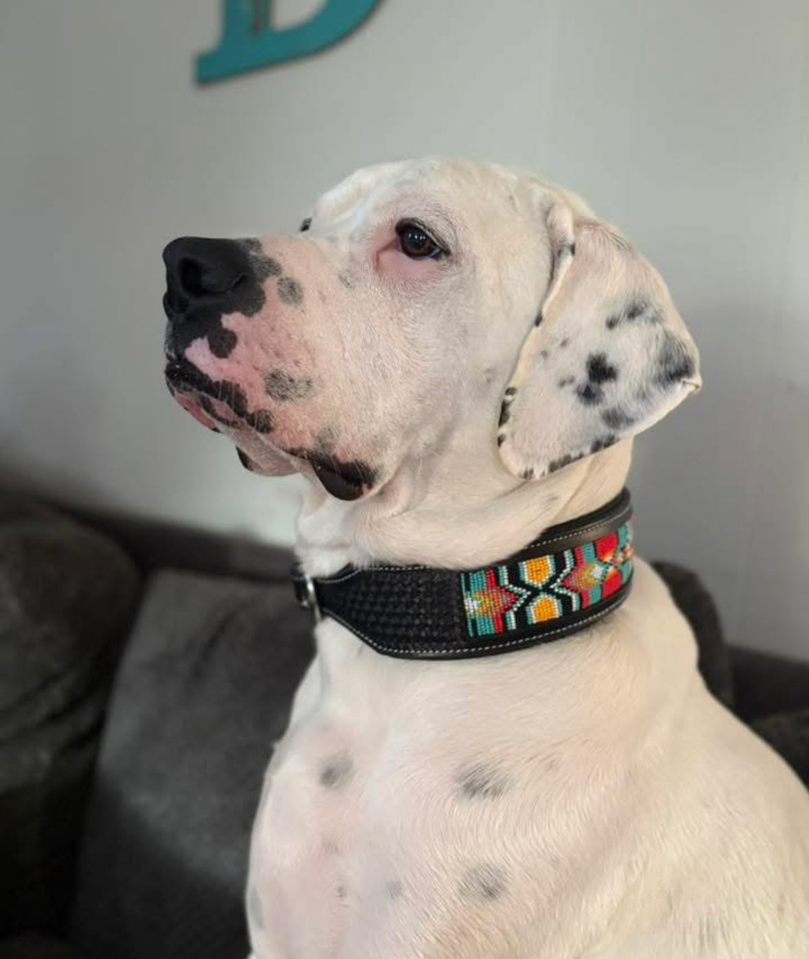 Maverick Dog Collar