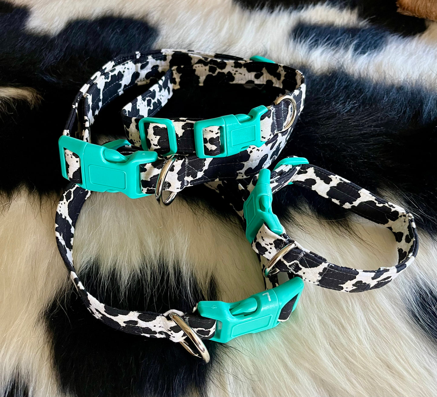 Cowprint Dog Collar- Turquoise