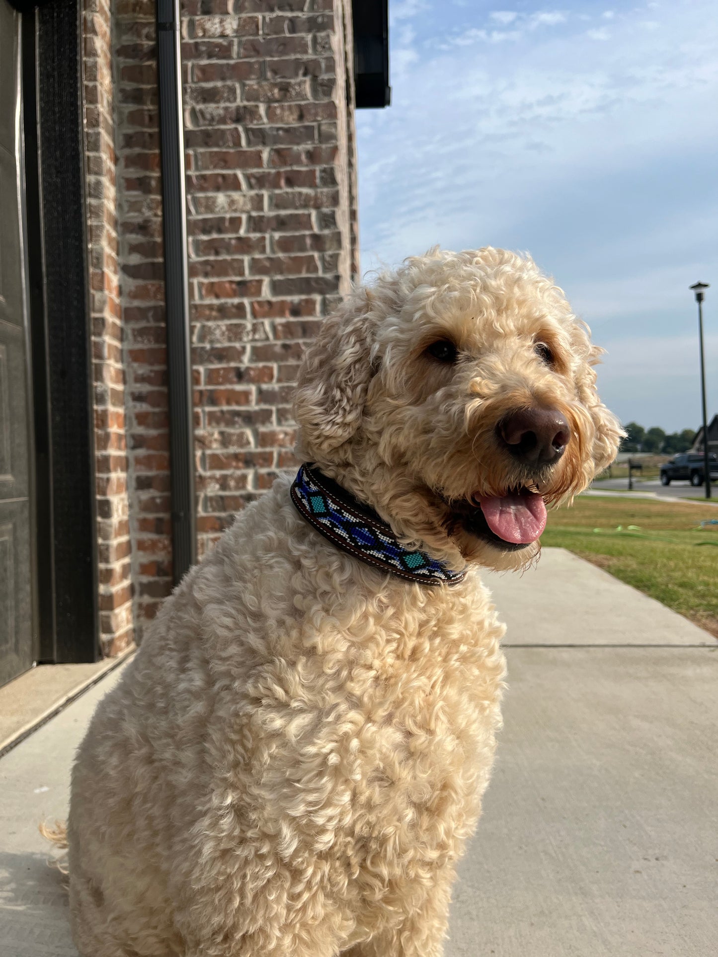 Marley Beaded Dog Collar