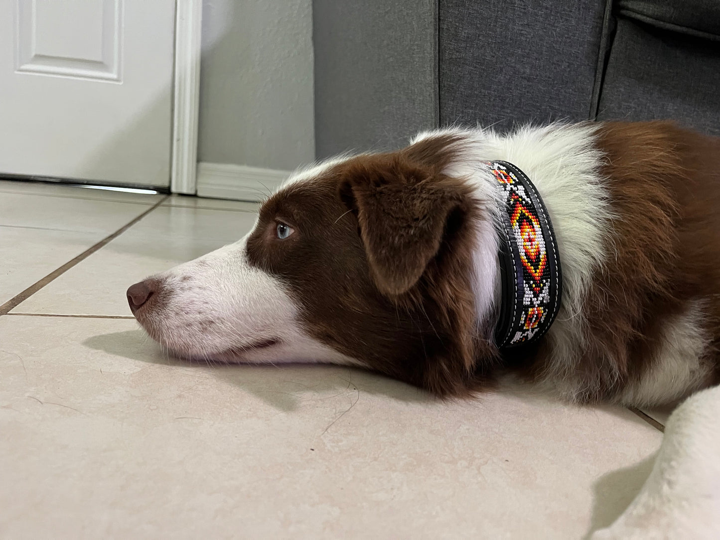 Apollo Dog Collar (S, M, XL)
