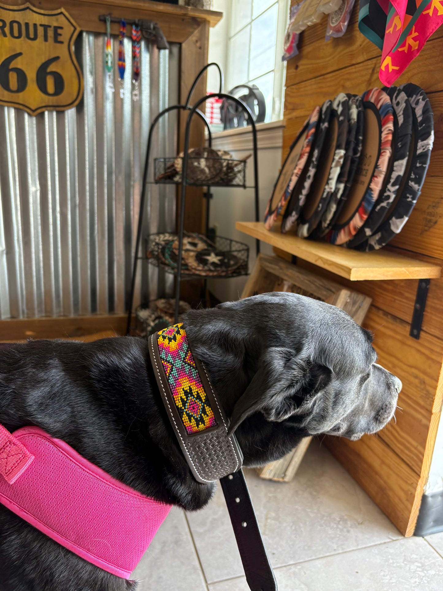 Miranda Dog Collar (M, XL)