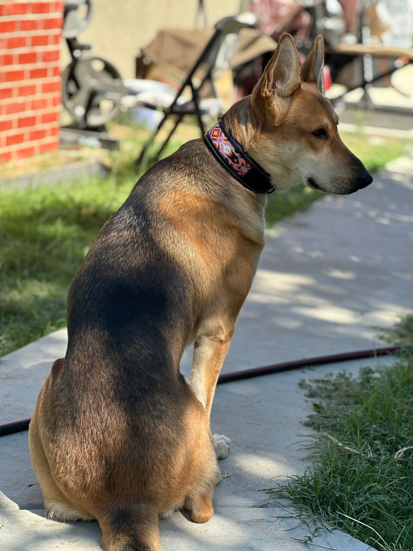 Winnie Dog Collar (S, L, XL)