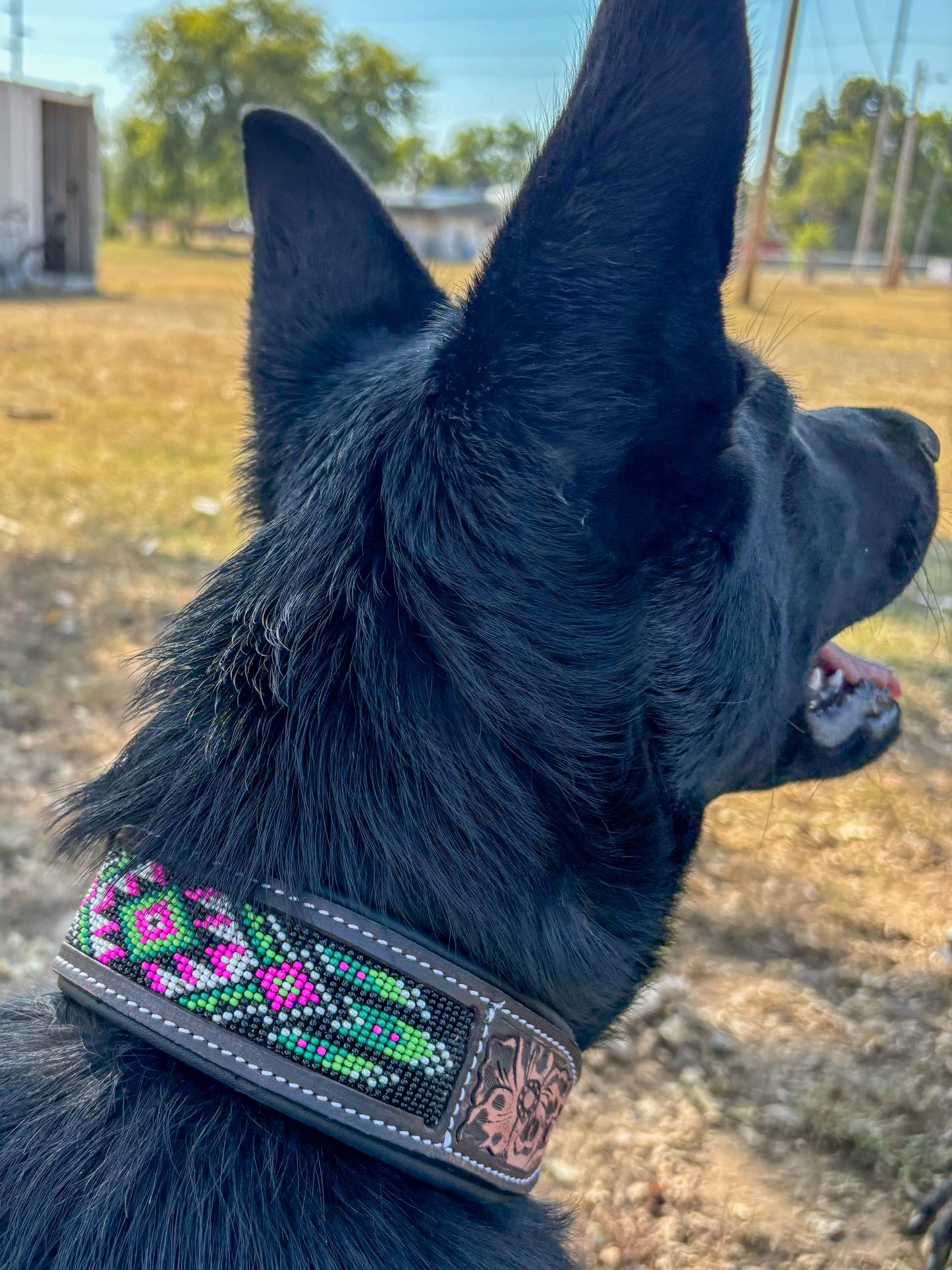 Watermelon Sugar Beaded Dog Collar