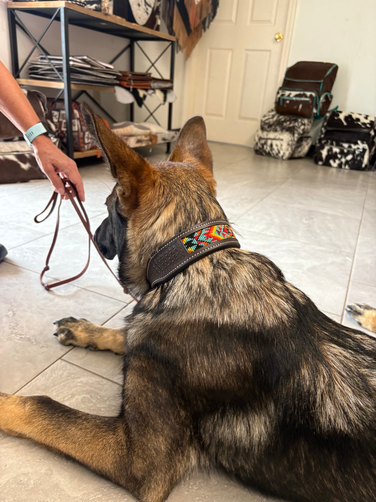 Cody Dog Collar (S, M)