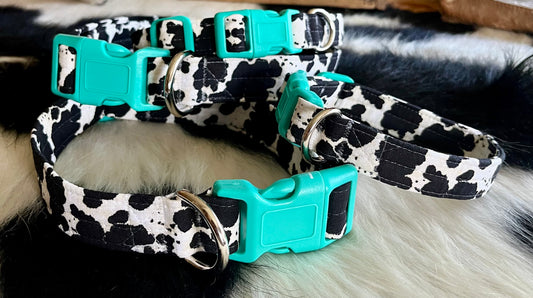 Cowprint Dog Collar- Turquoise