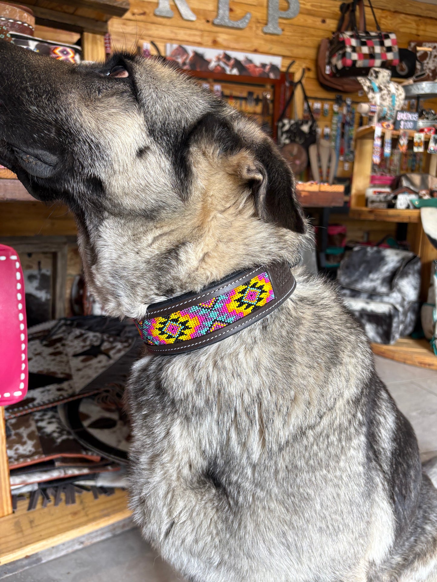 Miranda Dog Collar (M, XL)