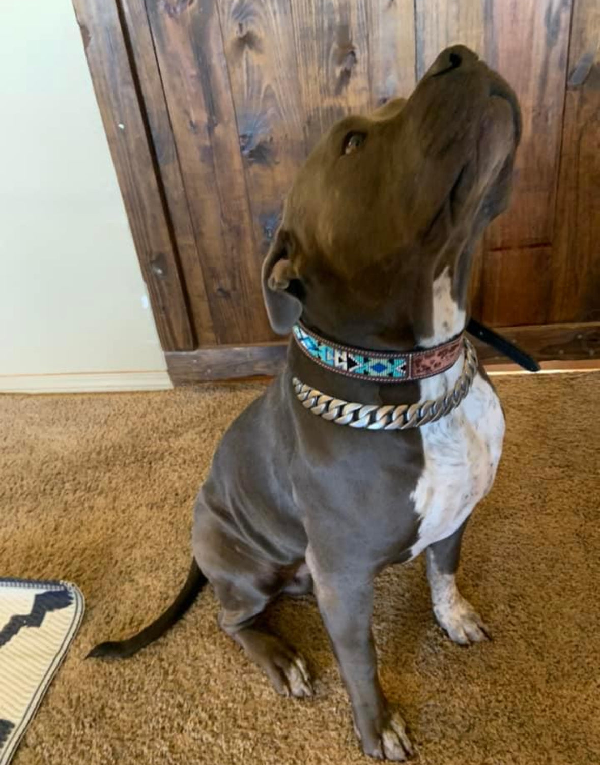 Aqua Beaded Dog Collar