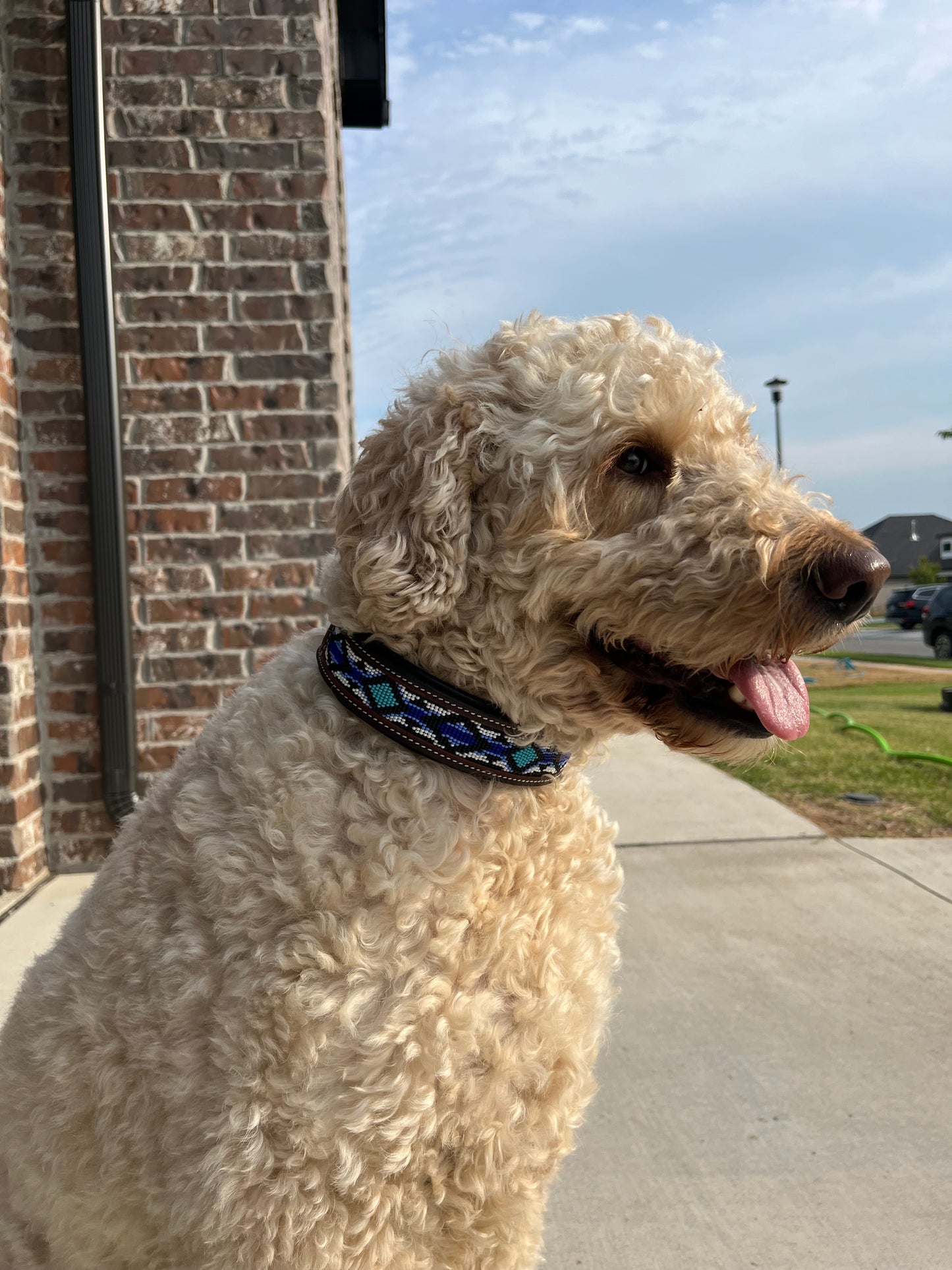 Marley Beaded Dog Collar