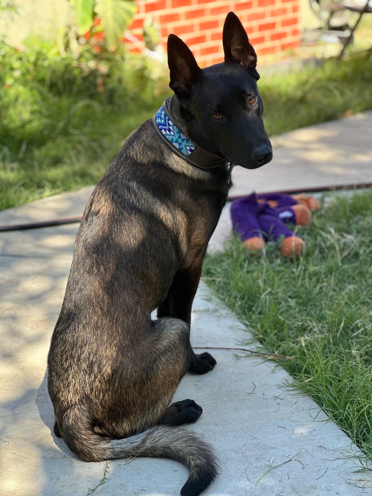 Blake Dog Collar- (M, XL)