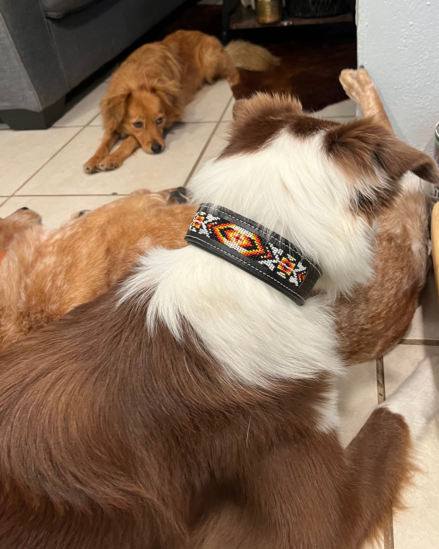 Apollo Dog Collar (S, M, XL)