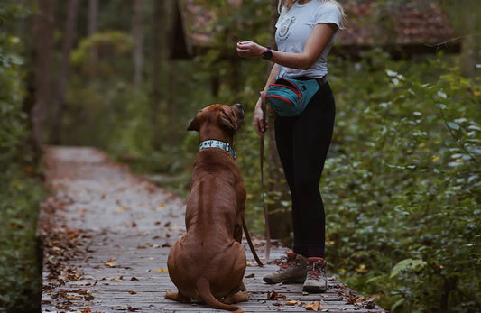 Agave Teal Dog Collar