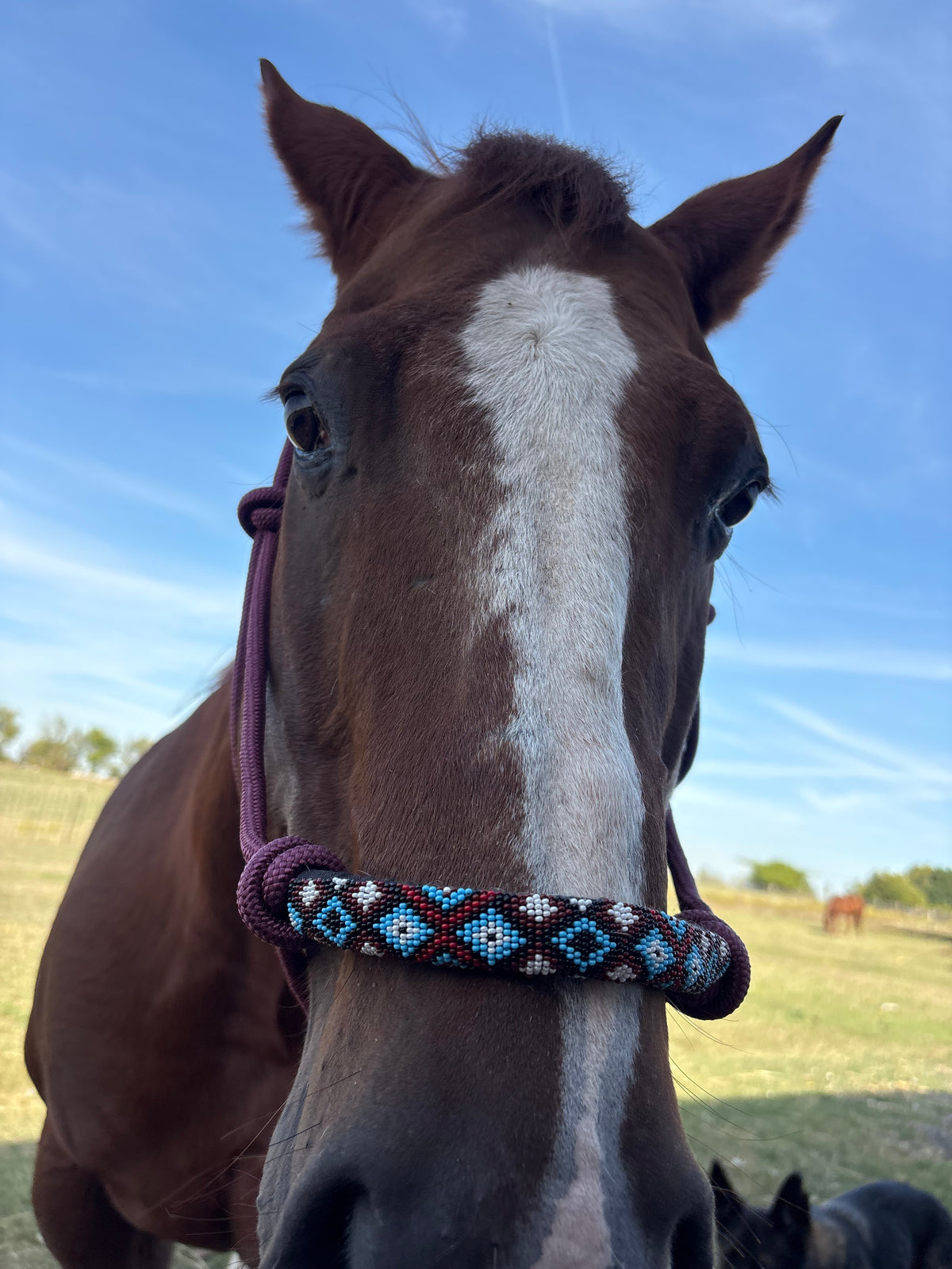 Horse Rope Halter - Burgundy