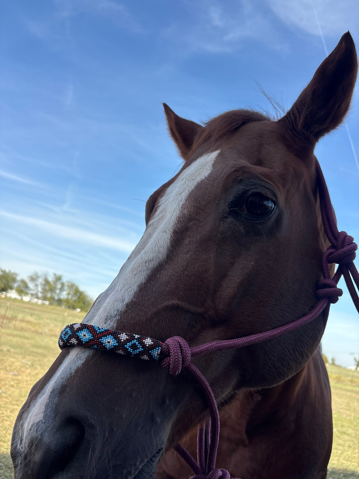 Horse Rope Halter - Burgundy