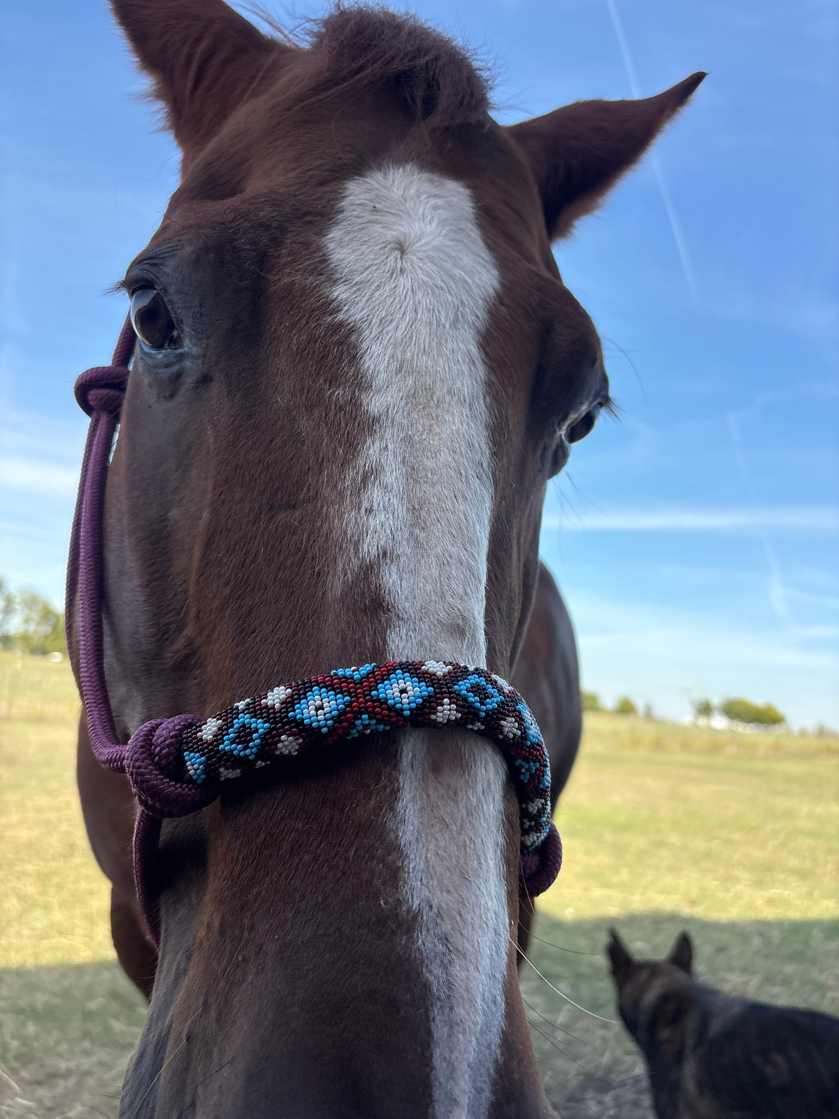Horse Rope Halter - Burgundy
