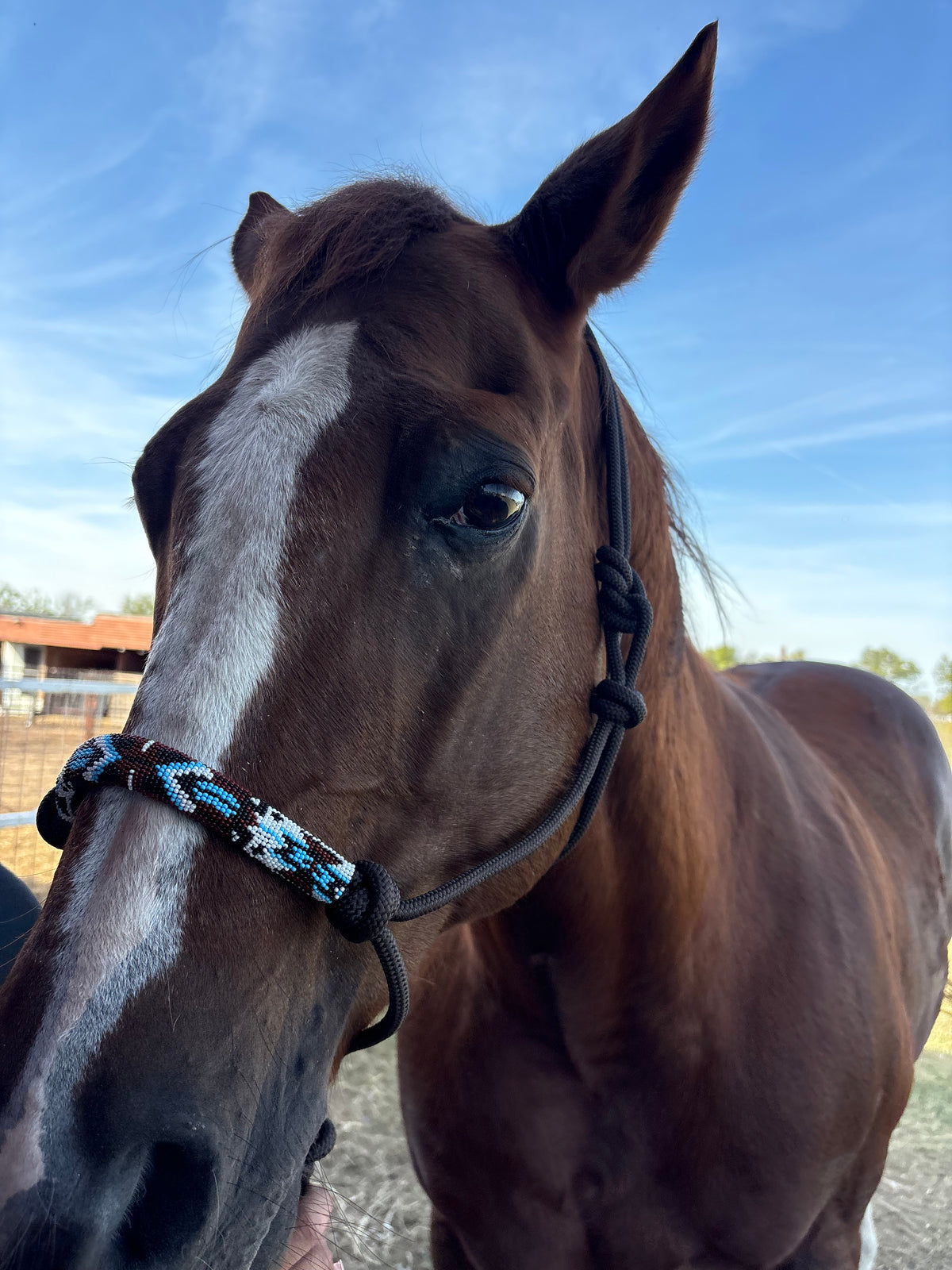 Horse Rope Halter - Brown
