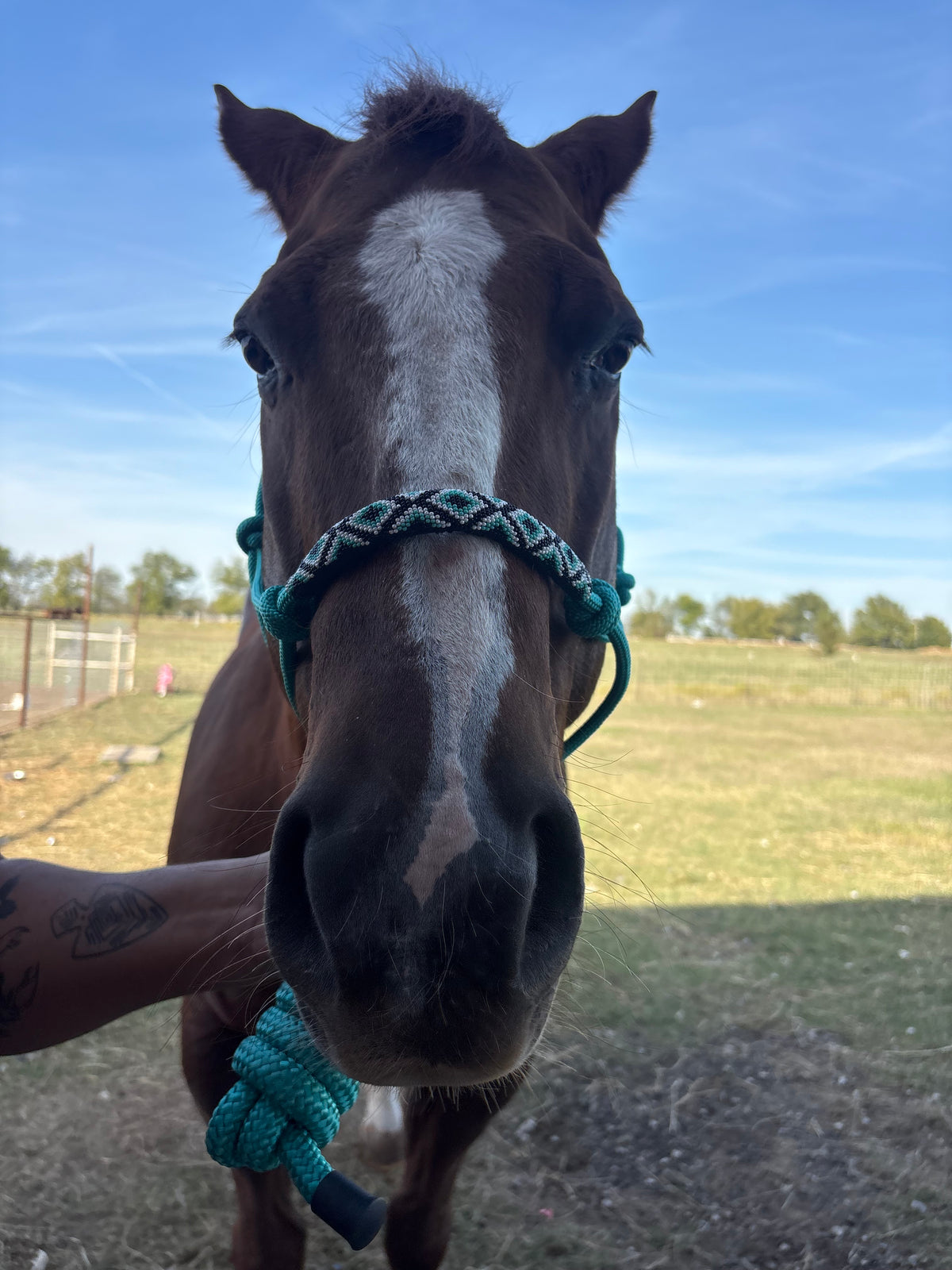 Horse Rope Halter - Turquoise