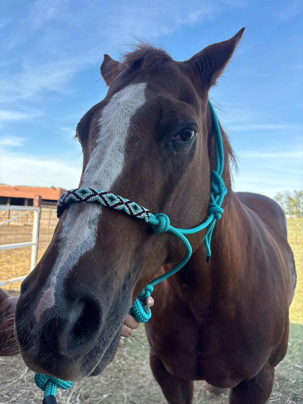 Horse Rope Halter - Turquoise