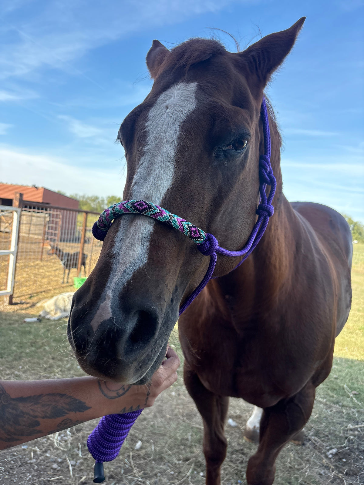 Horse Rope Halter - Purple