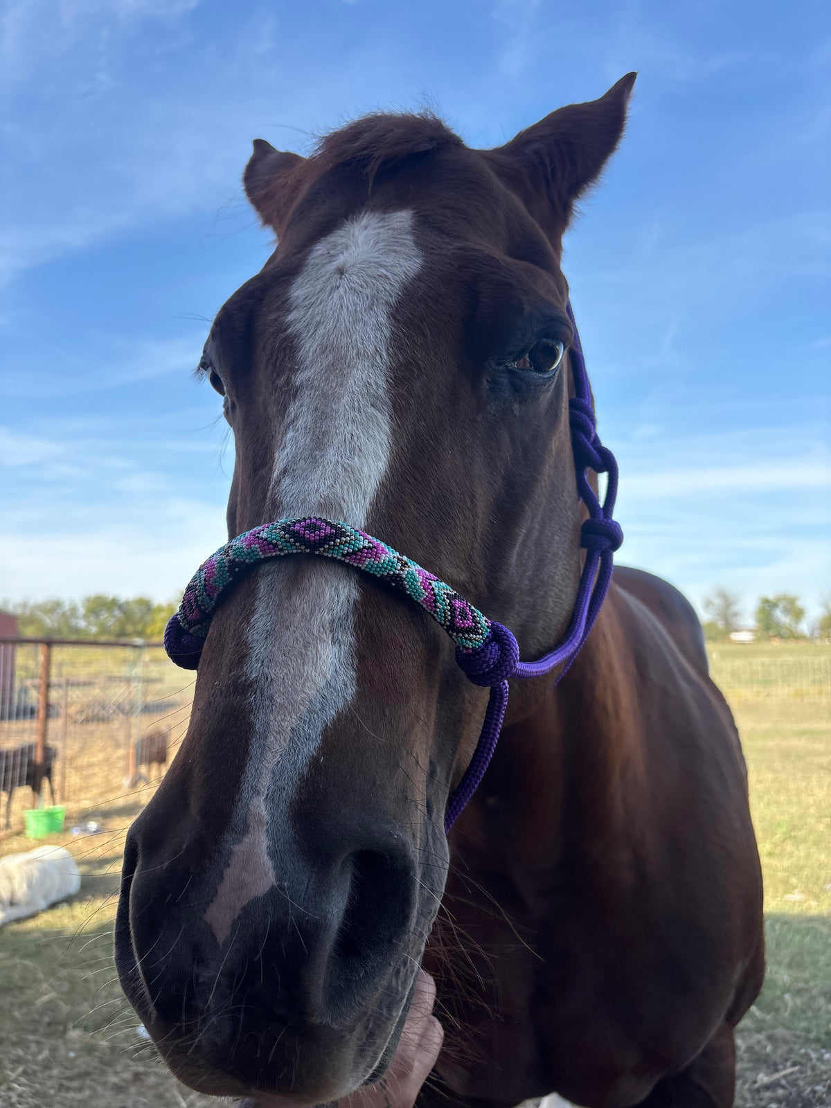 Horse Rope Halter - Purple