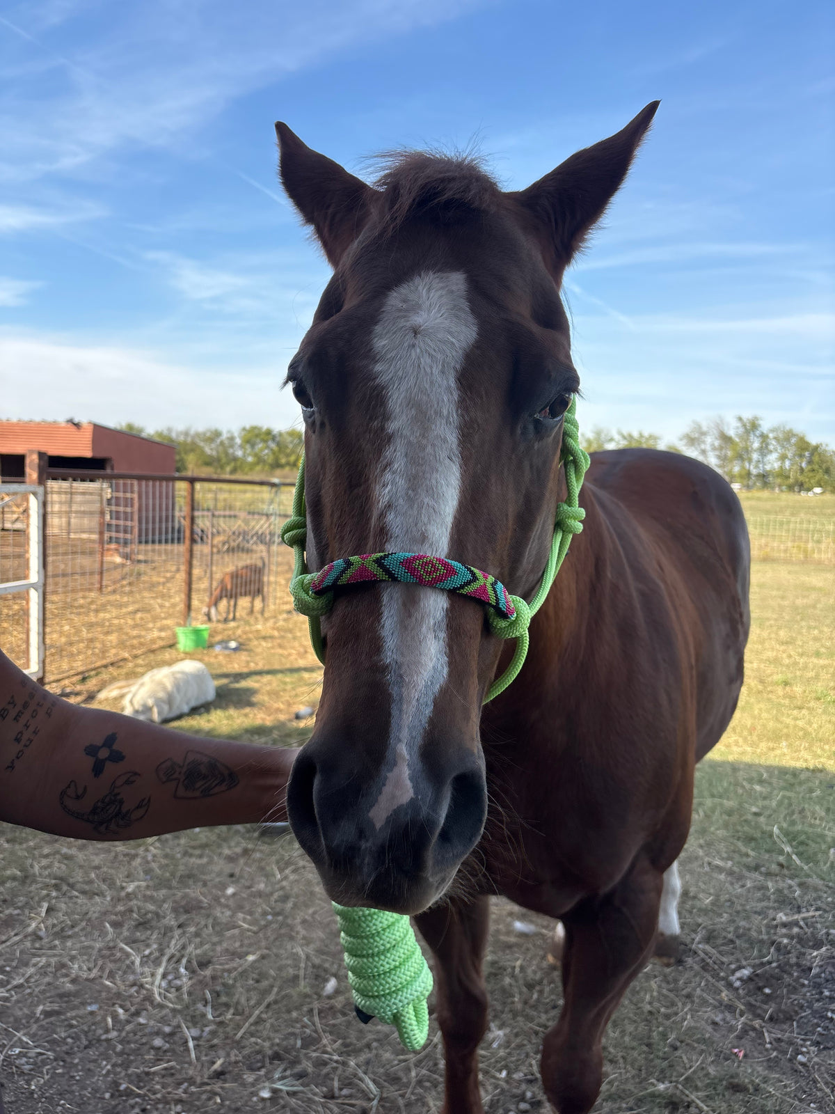 Horse Rope Halter - Neon Green