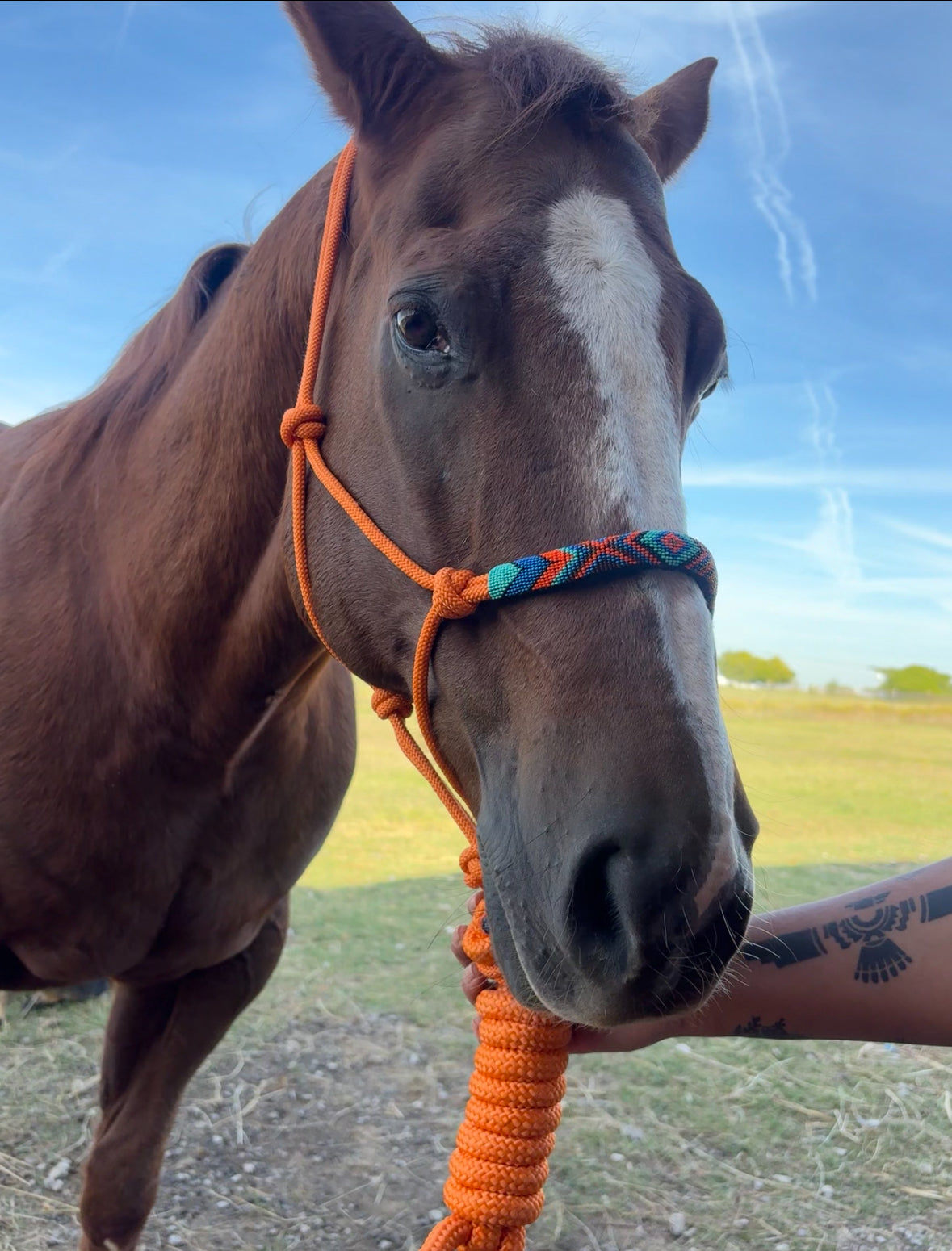 Horse Rope Halter - Orange